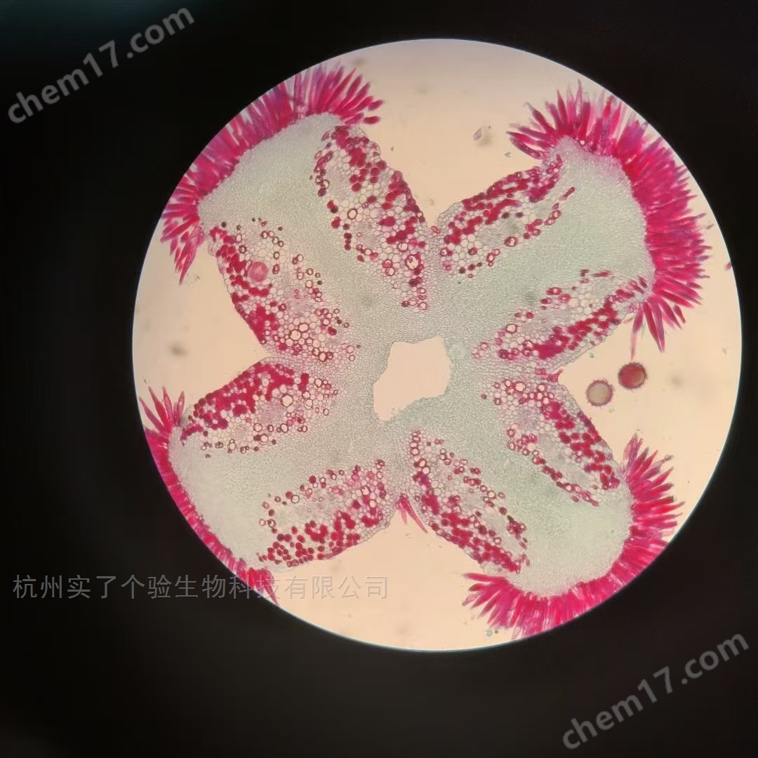 奥林巴斯SZX16体视显微镜